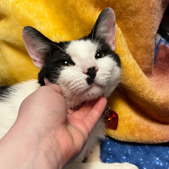 This is a Pet Friendly Closet! - Picture 6 of 6